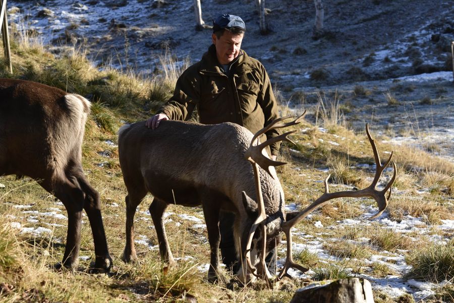 Sami Reindeer herders threatened by green energy projects